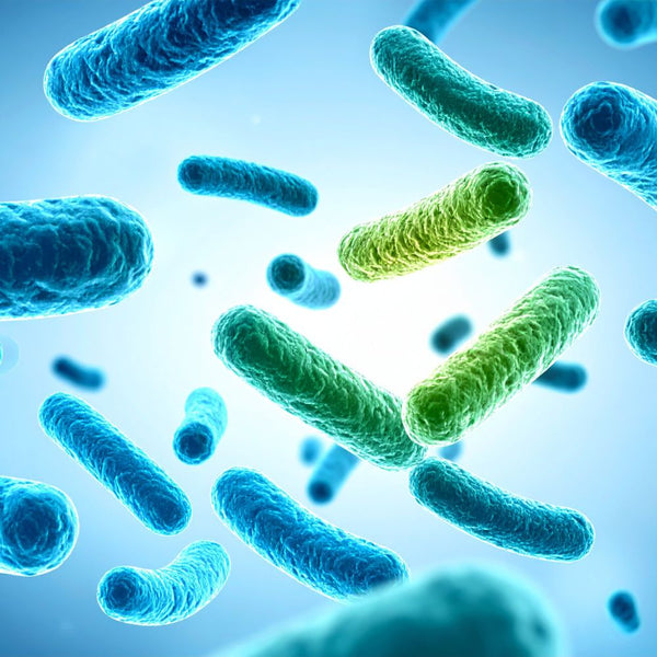 LactoSpore® (Bacillus coagulans)