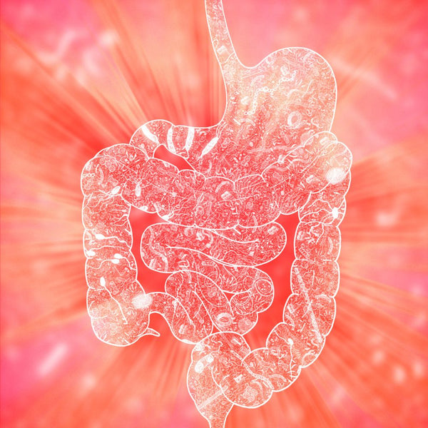 DigeZyme® (Digestive Enzyme Blend)