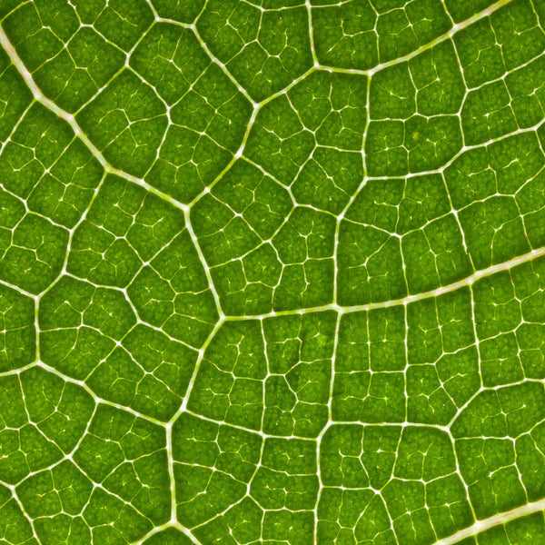 Folic Acid (as L-5-Methyltetrahydrofolate Calcium)