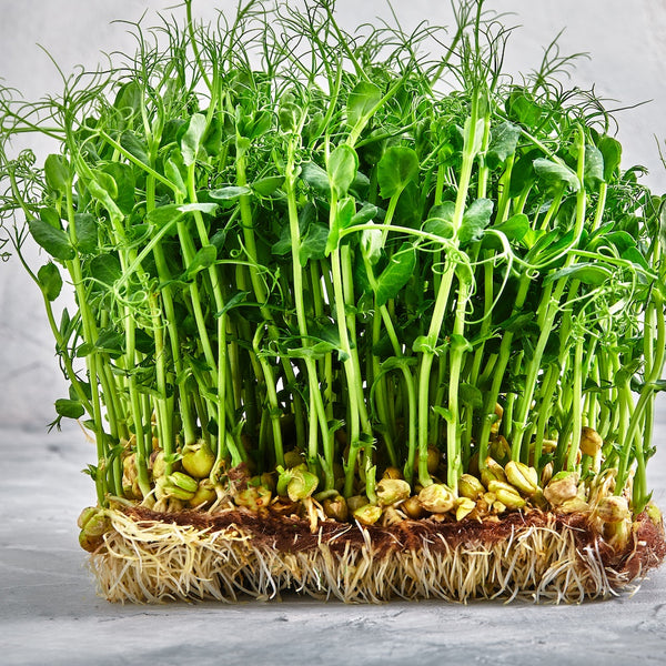 Alfalfa (in Super Greens)