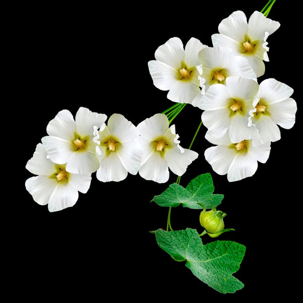 Bacopa Monnieri