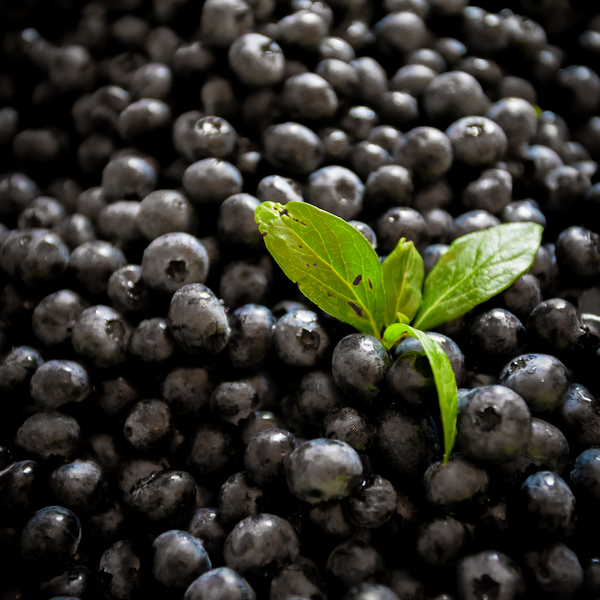 Bilberry (in Super Reds)