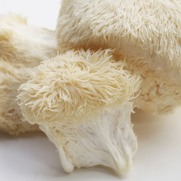 Lion’s Mane Mushroom