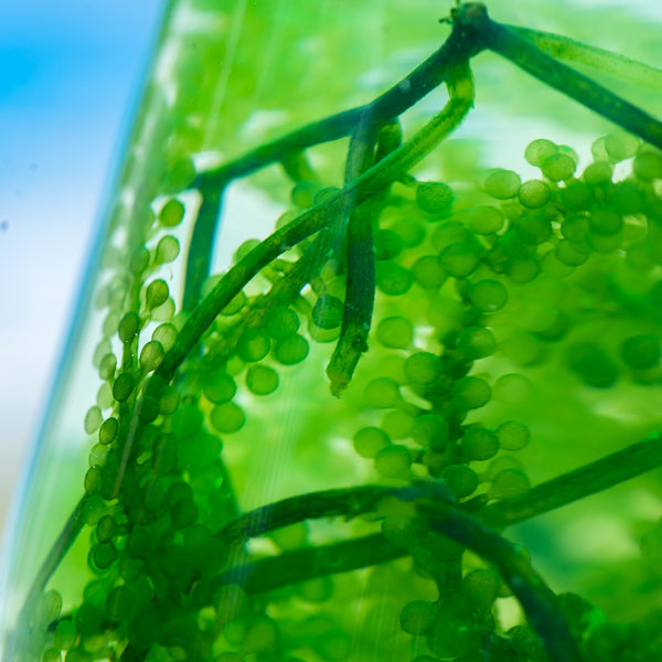 Omega-3  (Algal Oil)