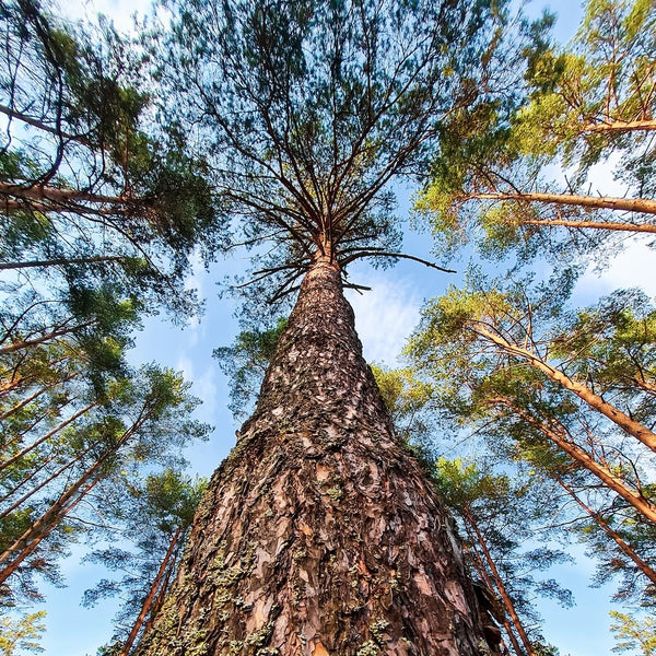 Pine Bark Extract (Pycnogenol)