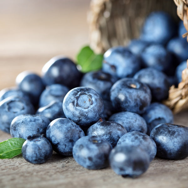 Blueberry (in Super Reds)