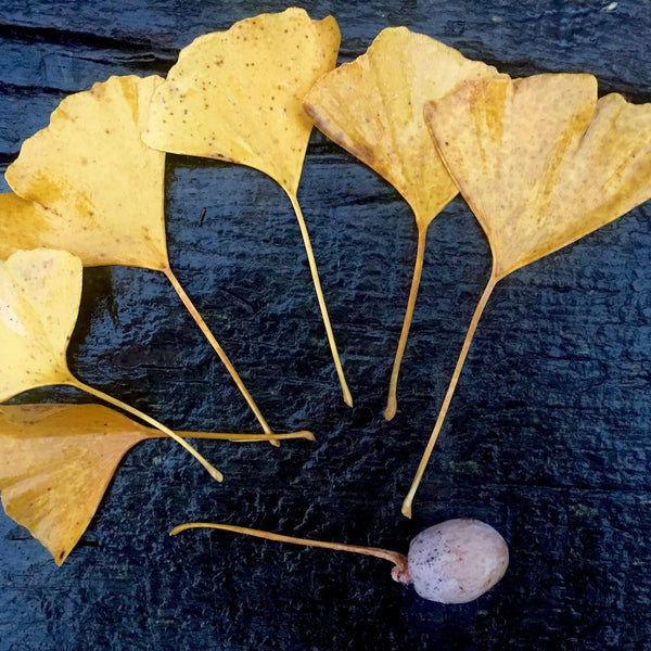 Ginkgo Biloba