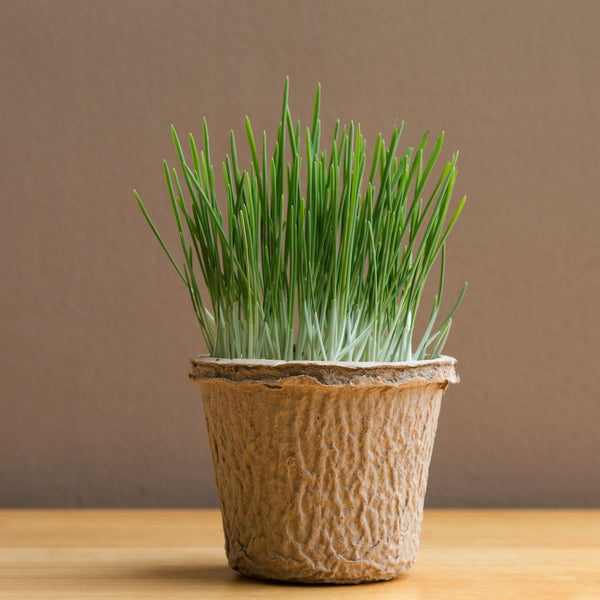 Wheatgrass (in Super Greens)